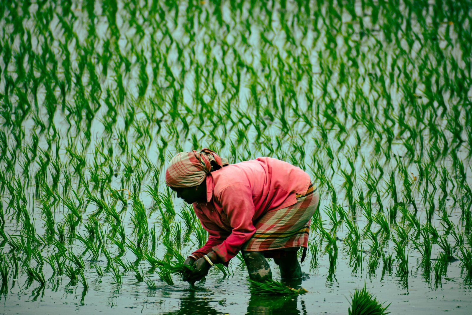 A woman planting rice seedlings in a vibrant green paddy field outdoors.
